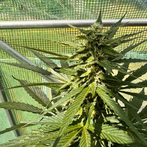 Afhgan skunk 1 growlog timeline photo