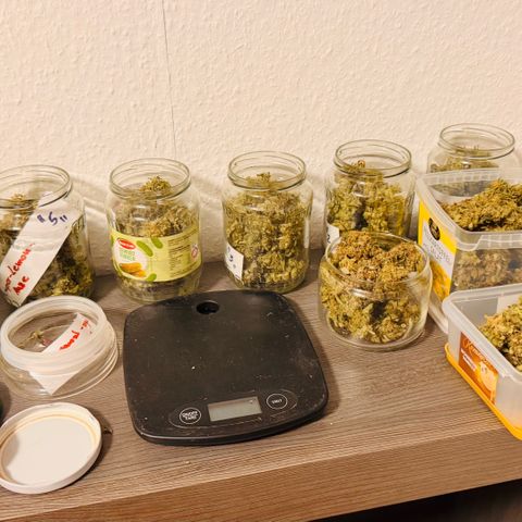 Super Lemon Haze growlog timeline photo