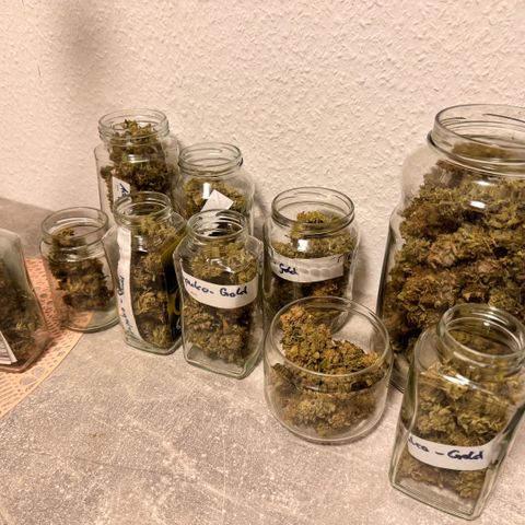 Acapulco Gold growlog timeline photo