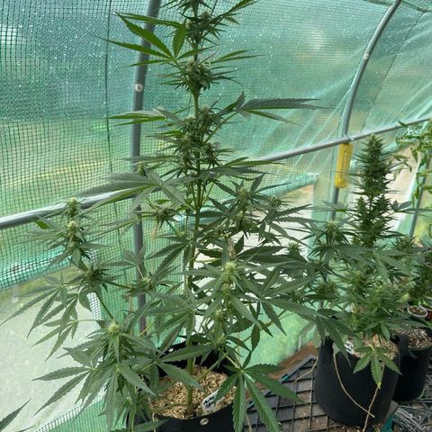 Afhgan skunk  growlog timeline photo