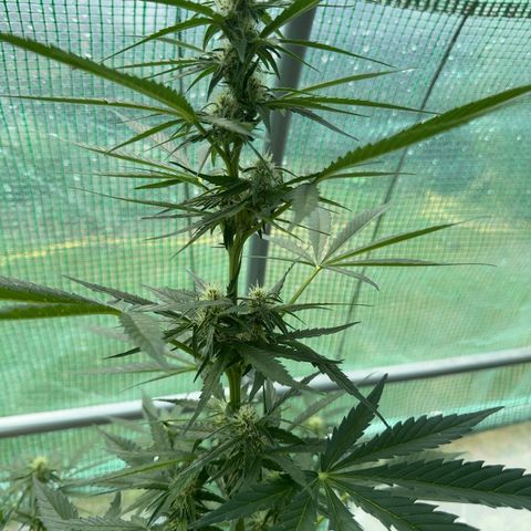 Afhgan skunk  growlog timeline photo