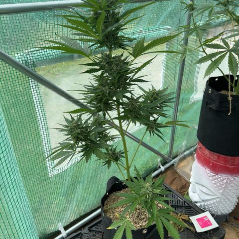 Afhgan skunk 1 growlog timeline photo