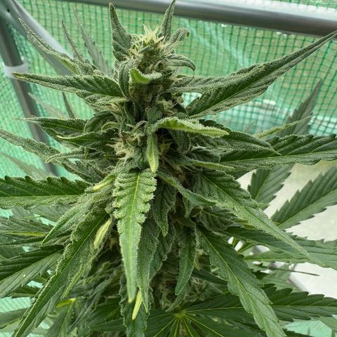 Afhgan skunk 1 growlog timeline photo