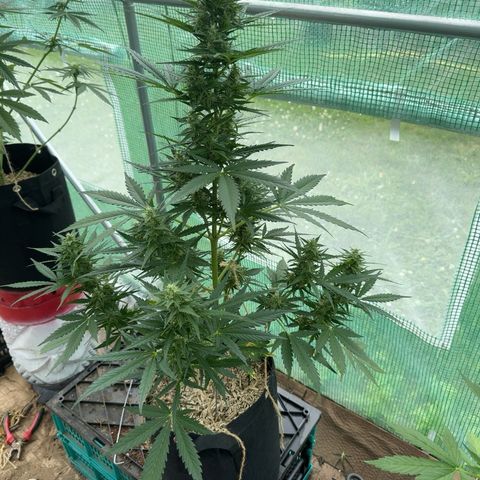 Bruce Banner  growlog timeline photo