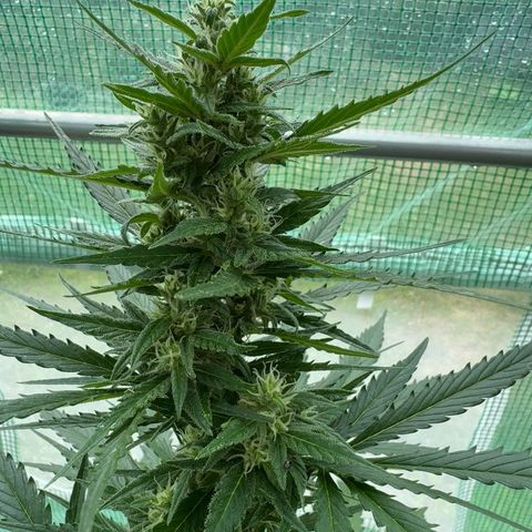 Bruce Banner  growlog timeline photo