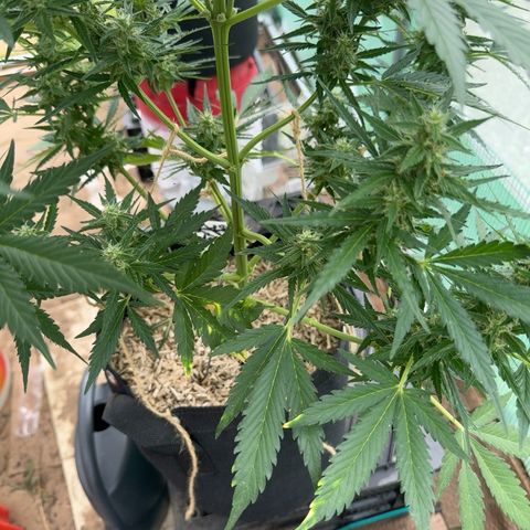Bruce Banner  growlog timeline photo