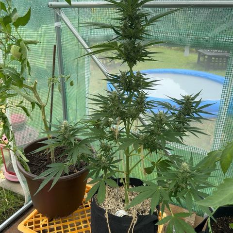 Moby Dick Auto growlog timeline photo
