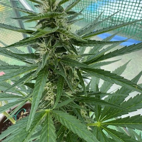 Moby Dick Auto growlog timeline photo