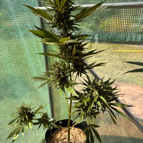 Afhgan skunk  growlog timeline photo