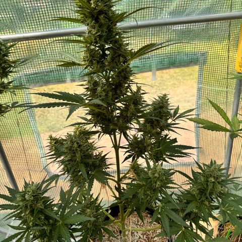 Bruce Banner  growlog timeline photo