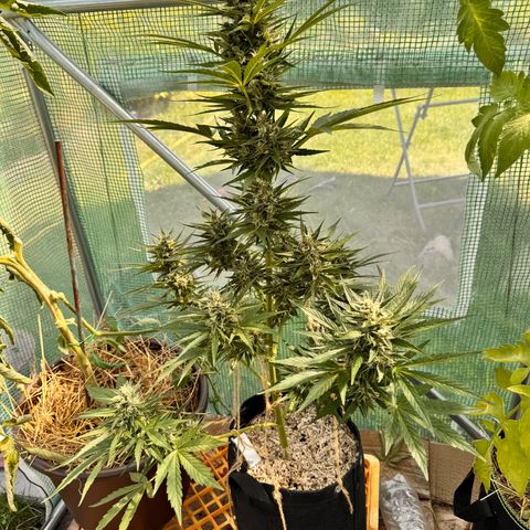 Moby Dick Auto growlog timeline photo