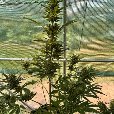 Afhgan skunk 1 growlog timeline photo