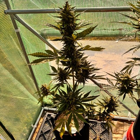 Afhgan skunk  growlog timeline photo