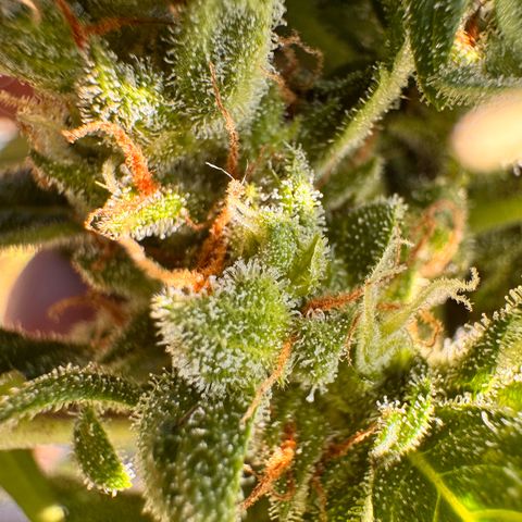 Afhgan skunk  growlog timeline photo