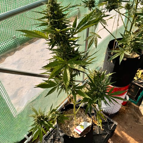 Afhgan skunk  growlog timeline photo