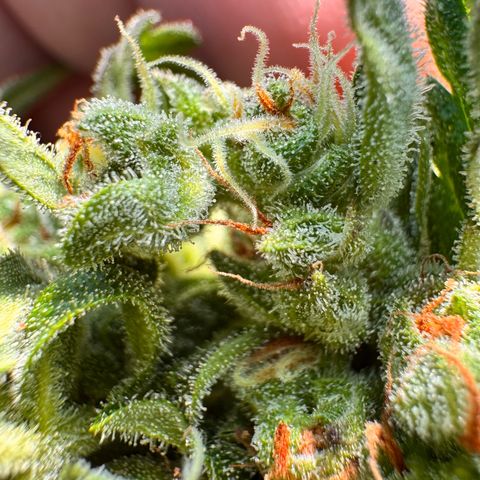 Afhgan skunk  growlog timeline photo