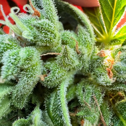 Afhgan skunk  growlog timeline photo