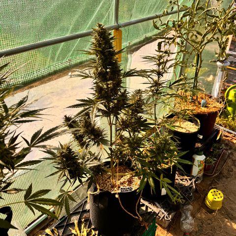 Bruce Banner  growlog timeline photo