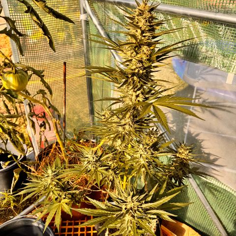 Moby Dick Auto growlog timeline photo