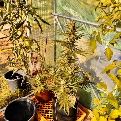Moby Dick Auto growlog timeline photo
