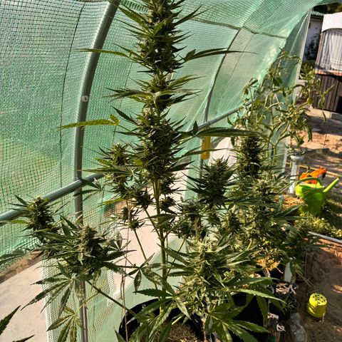 Afhgan skunk 1 growlog timeline photo