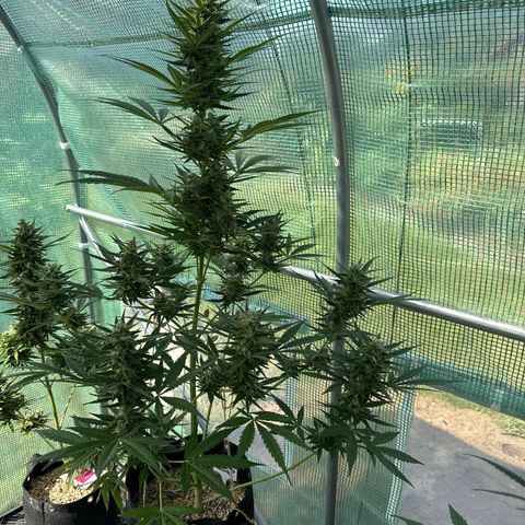 Afhgan skunk  growlog timeline photo