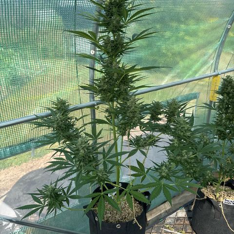 Afhgan skunk  growlog timeline photo