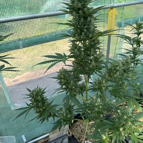 Bruce Banner  growlog timeline photo