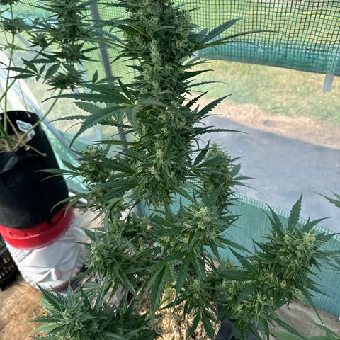 Bruce Banner  growlog timeline photo