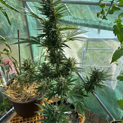 Moby Dick Auto growlog timeline photo