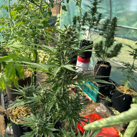 Moby Dick Auto growlog timeline photo