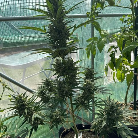Moby Dick Auto growlog timeline photo