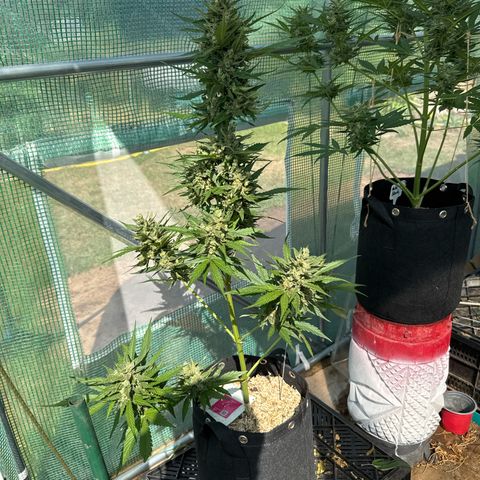 Afhgan skunk 1 growlog timeline photo