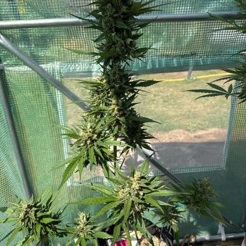 Afhgan skunk 1 growlog timeline photo