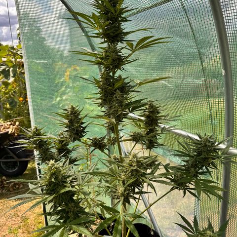 Afhgan skunk  growlog timeline photo