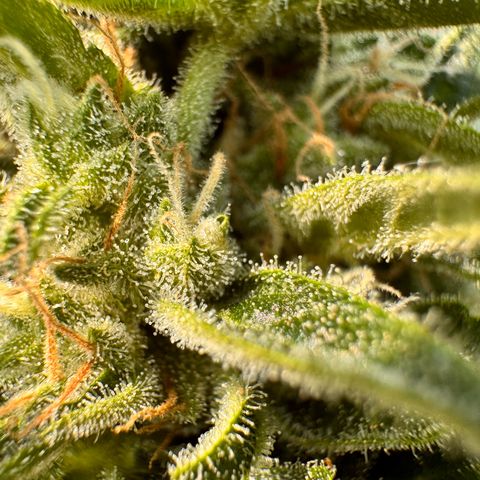 Afhgan skunk  growlog timeline photo
