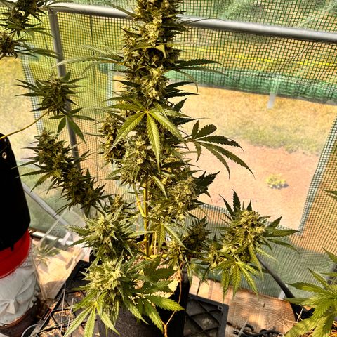 Bruce Banner  growlog timeline photo