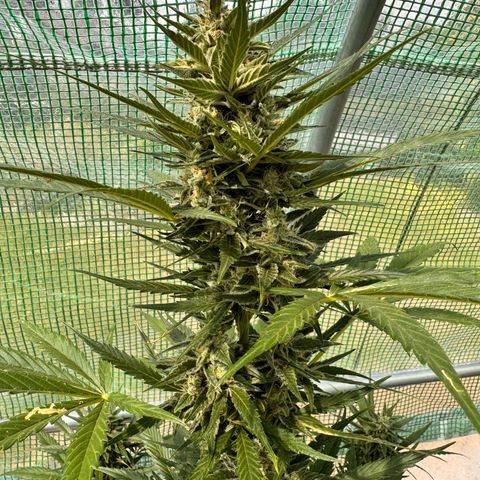 Afhgan skunk  growlog timeline photo