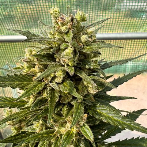 Bruce Banner  growlog timeline photo