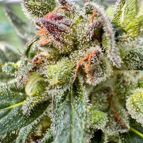 Bruce Banner  growlog timeline photo