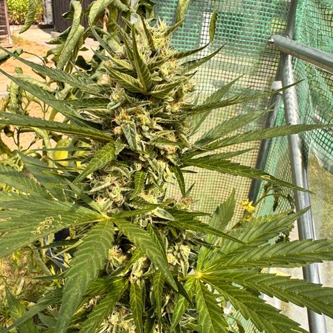 Moby Dick Auto growlog timeline photo