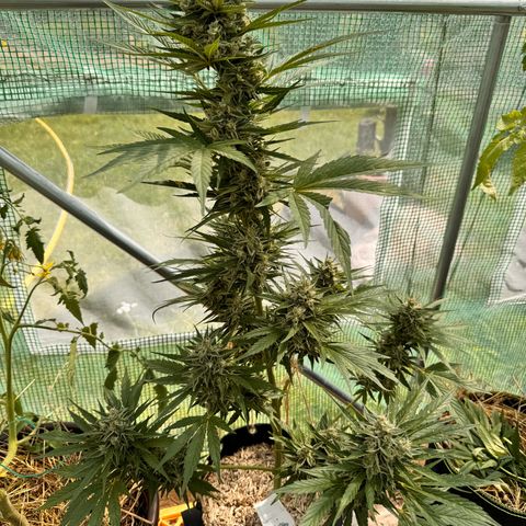 Moby Dick Auto growlog timeline photo