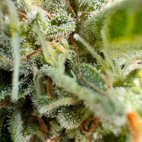 Moby Dick Auto growlog timeline photo