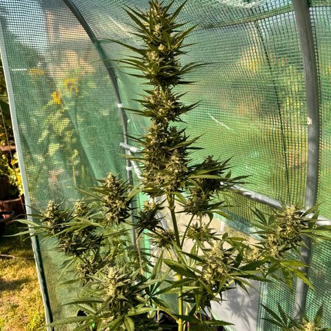Afhgan skunk  growlog timeline photo