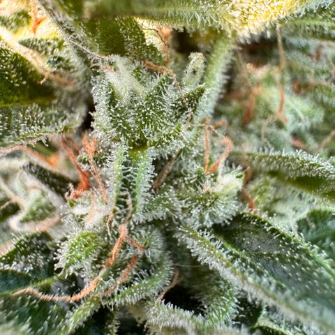 Afhgan skunk  growlog timeline photo