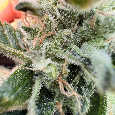 Afhgan skunk  growlog timeline photo