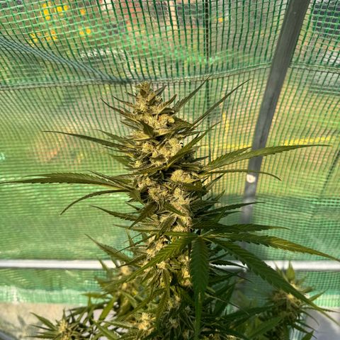 Afhgan skunk  growlog timeline photo