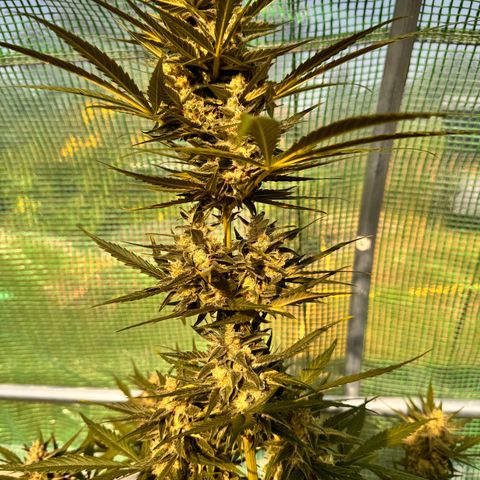 Afhgan skunk  growlog timeline photo