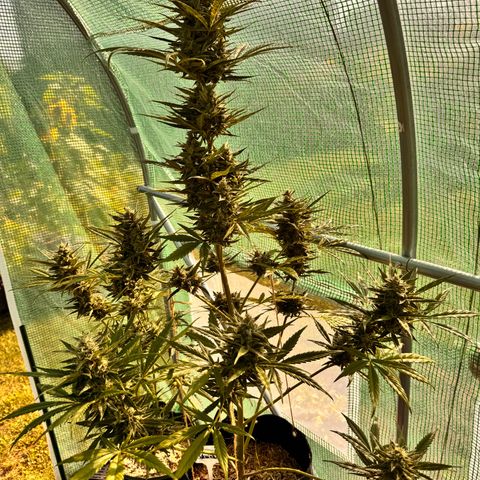 Afhgan skunk  growlog timeline photo