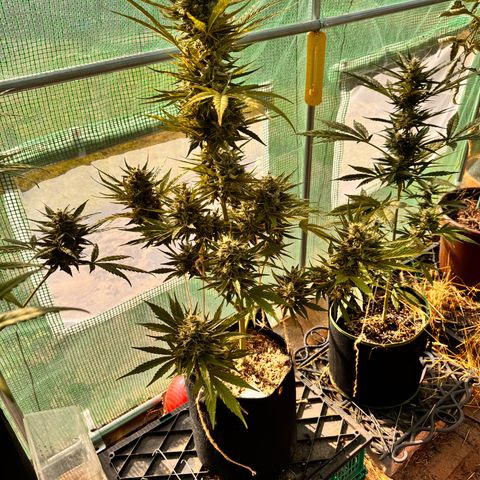 Moby Dick Auto growlog timeline photo